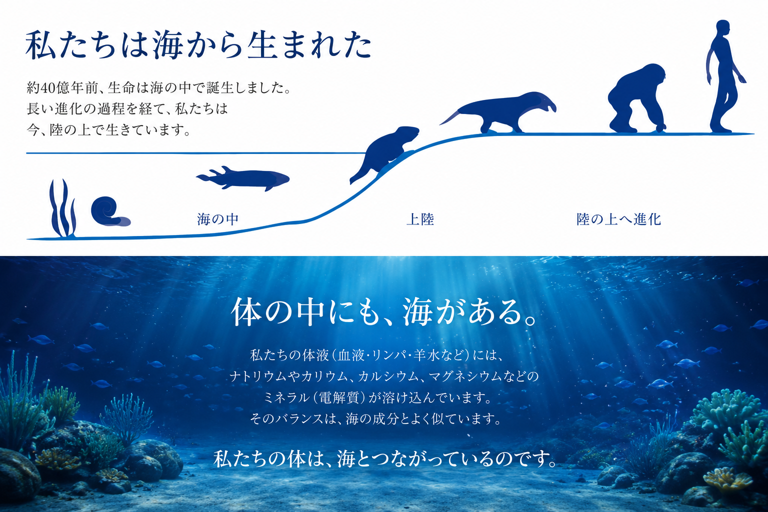 私たちの体の中には海が存在している
